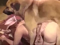 Fucking a large ass slut with a big brown dog xxx